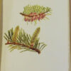 Conifers-Junipers-and-Yew-Gymnosperms-of-British-Columbia-John-Davidson-004818-2