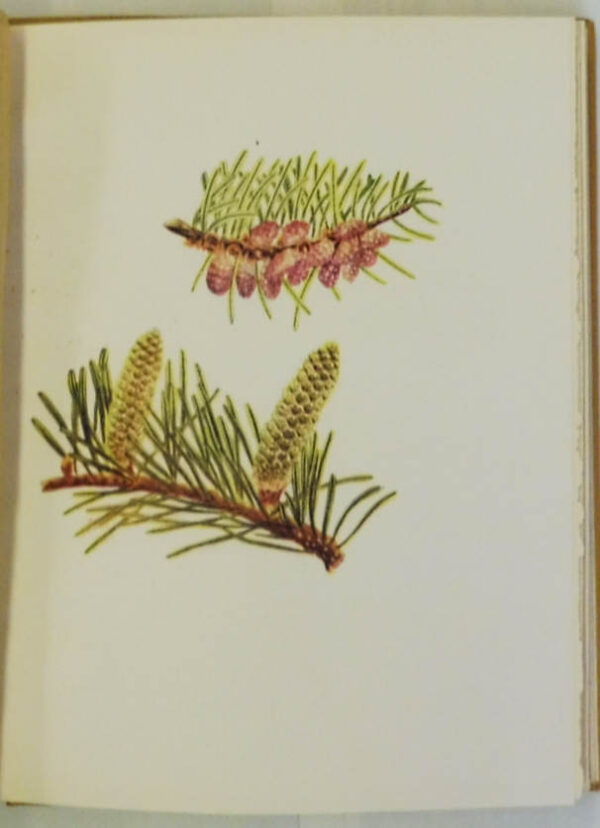 Conifers-Junipers-and-Yew-Gymnosperms-of-British-Columbia-John-Davidson-004818-2