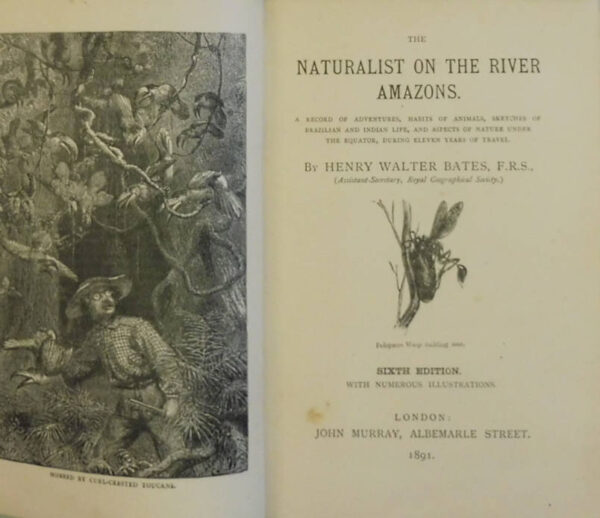 The-Naturalist-on-the-River-Amazons-Henry-Walter-Bates-004734-2