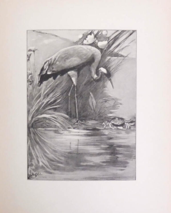 Fairy-Tales-from-the-Far-East-Adapted-from-the-Birth-Stories-of-Buddha-Gift-Theo-004880-1