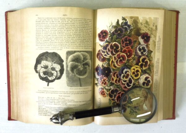 Les-fleurs-de-pleine-terre-comprenant-Vilmorin-Andrieux-005569-2