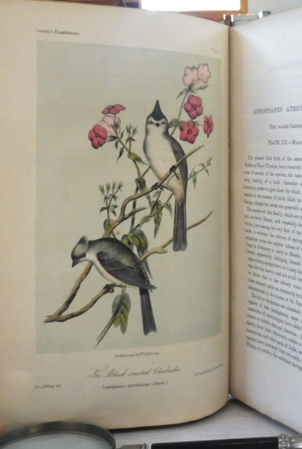 Illustrations-of-the-Birds-of-California-Texas-Oregon-British-and-Russian-America-John-Cassin-5868-1-2
