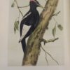 Illustrations-of-the-Birds-of-California-Texas-Oregon-British-and-Russian-America-John-Cassin-5868-2