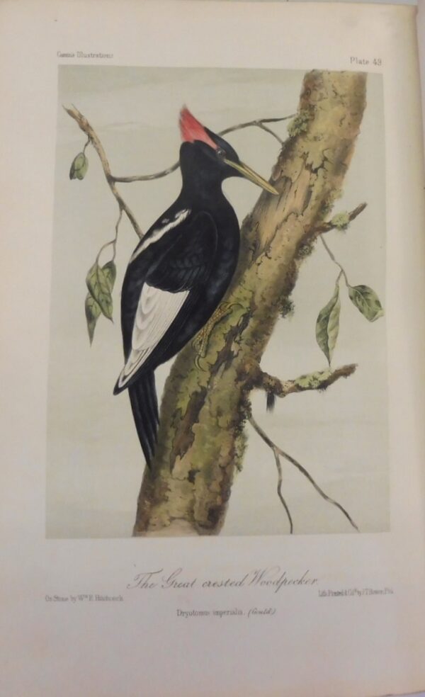 Illustrations-of-the-Birds-of-California-Texas-Oregon-British-and-Russian-America-John-Cassin-5868-2