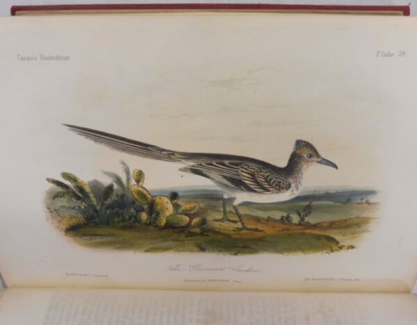 Illustrations-of-the-Birds-of-California-Texas-Oregon-British-and-Russian-America-John-Cassin-5868-3