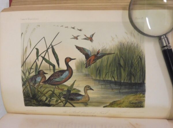 Illustrations-of-the-Birds-of-California-Texas-Oregon-British-and-Russian-America-John-Cassin-5868-4