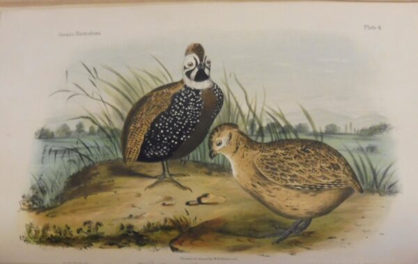 Illustrations-of-the-Birds-of-California-Texas-Oregon-British-and-Russian-America-John-Cassin-5868-5